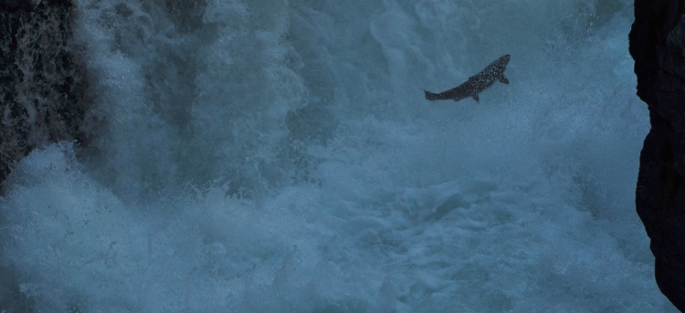 swimming upstream